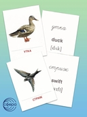 Раздаточные карточки. Перелетные птицы — фото, картинка — 2