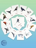 Раздаточные карточки. Перелетные птицы — фото, картинка — 4