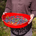 Сито для просеивания и переборки ягод 