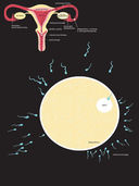 Рождение. Интерактивный атлас с клапанами и резными иллюстрациями — фото, картинка — 5