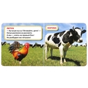 Домашние животные — фото, картинка — 1