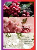 Дезодорант-антиперспирант для женщин 