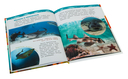 Акулы, киты и дельфины. Энциклопедия для детского сада — фото, картинка — 6
