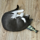 Игрушка для кошек 