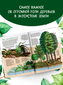 Энциклопедия деревьев мира — фото, картинка — 2